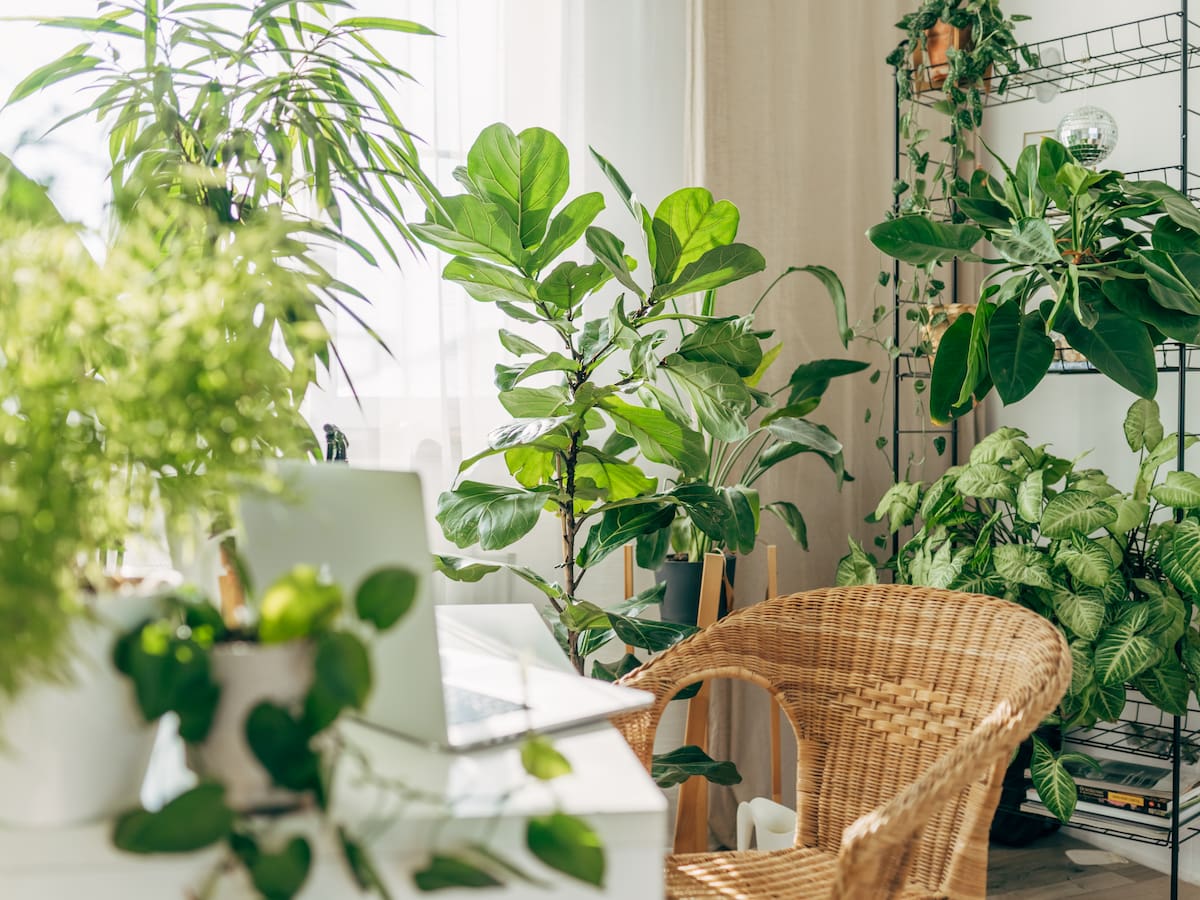 ¿No permanece en casa? Estas son 5 plantas ideales para usted: no necesitan mucho riego