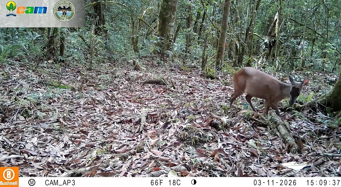 Corredor de transición andino-amazónico como un espacio clave para la conservación . Foto CAM.