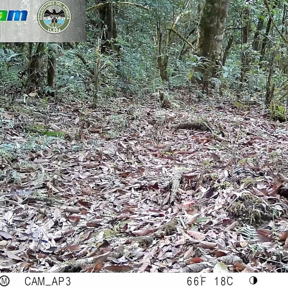 Tres nuevos mamíferos confirman la riqueza y conservación de los bosques del Huila colombiano