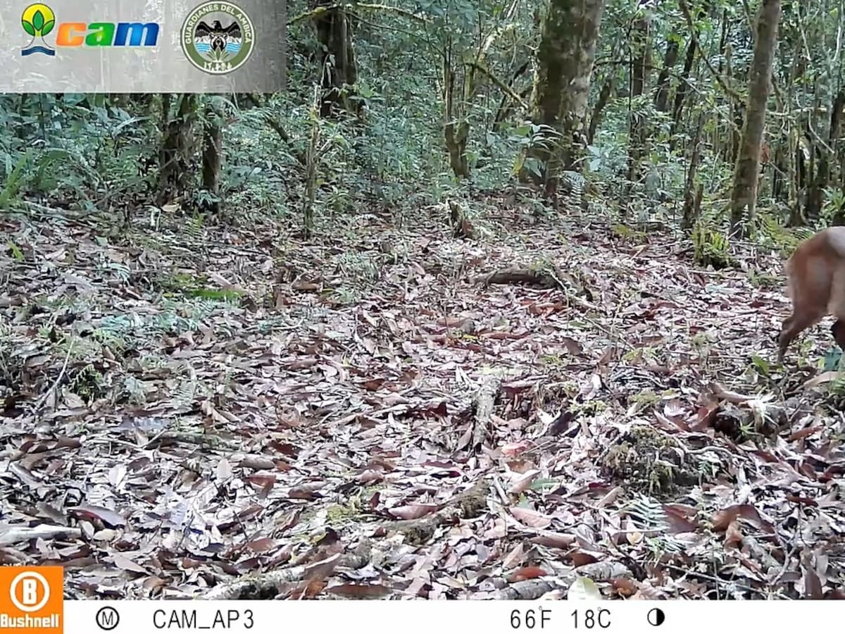 Tres nuevos mamíferos confirman la riqueza y conservación de los bosques del Huila colombiano