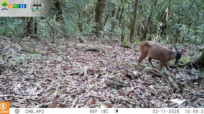 Corredor de transición andino-amazónico como un espacio clave para la conservación . Foto CAM.
