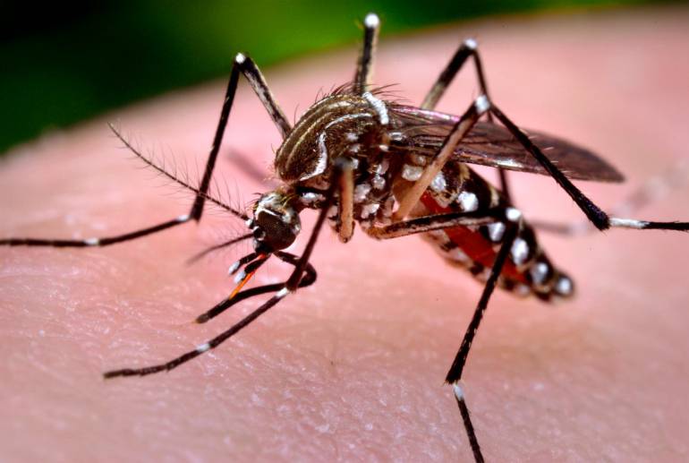 Zancudo Aaedes Aegypti transmisor del virus