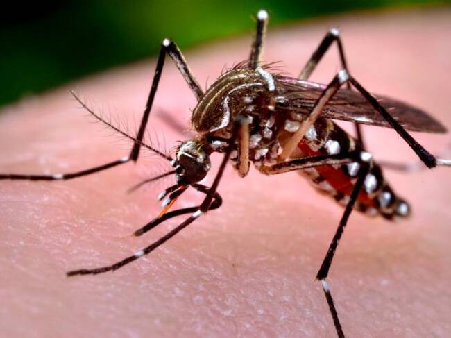Zancudo Aaedes Aegypti transmisor del virus