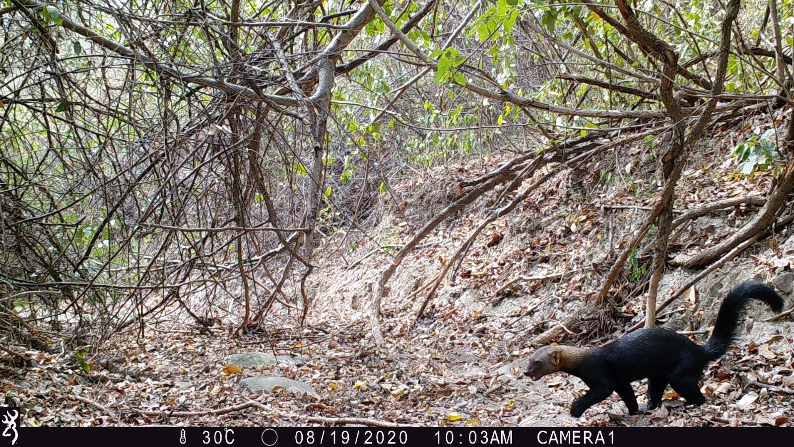 la fauna que tienen actualmente en el bosque seco tropical de La Tatacoa. Foto CAM
