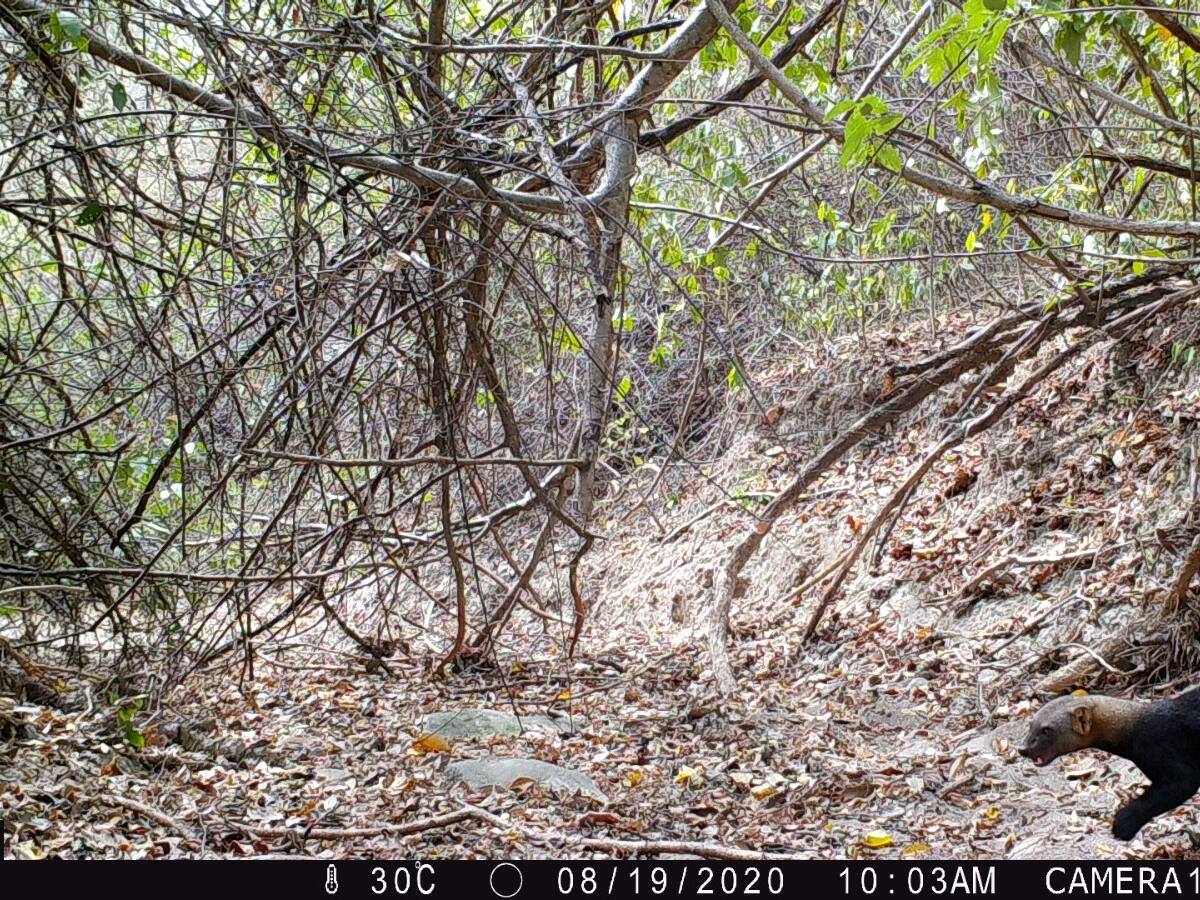 Con cámaras de fototrampeo, se logra identificar 17 especies silvestres en la Tatacoa