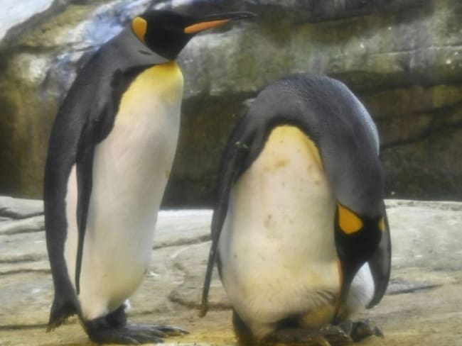 Pareja de pingüinos macho adoptan un huevo