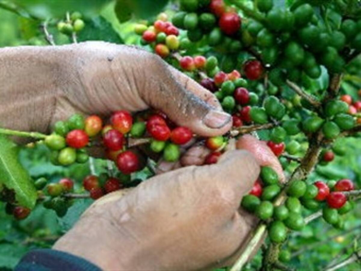 Cafeteros de Risaralda piden ayuda del Gobierno porque no habrá cosecha a mediados del 2012