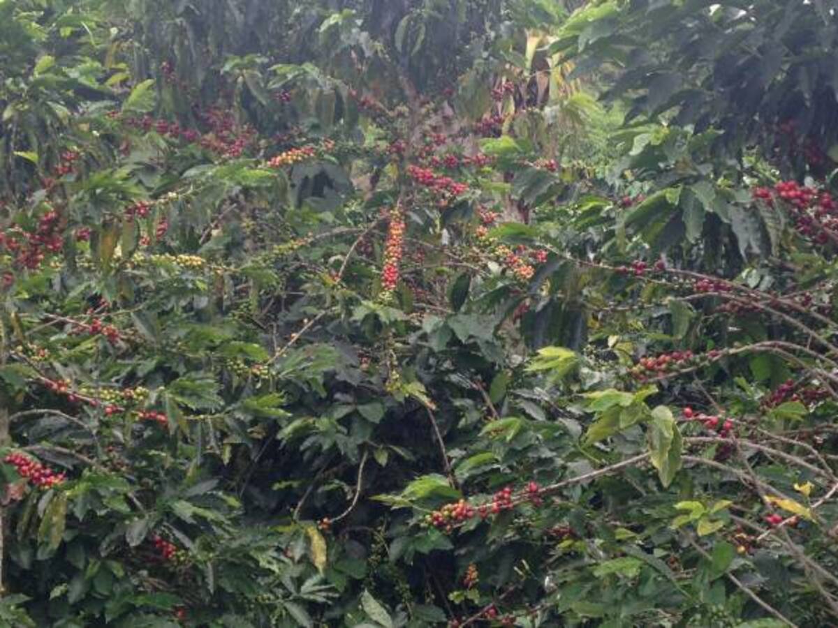 Producción de café en febrero presentó un repunte del 10%