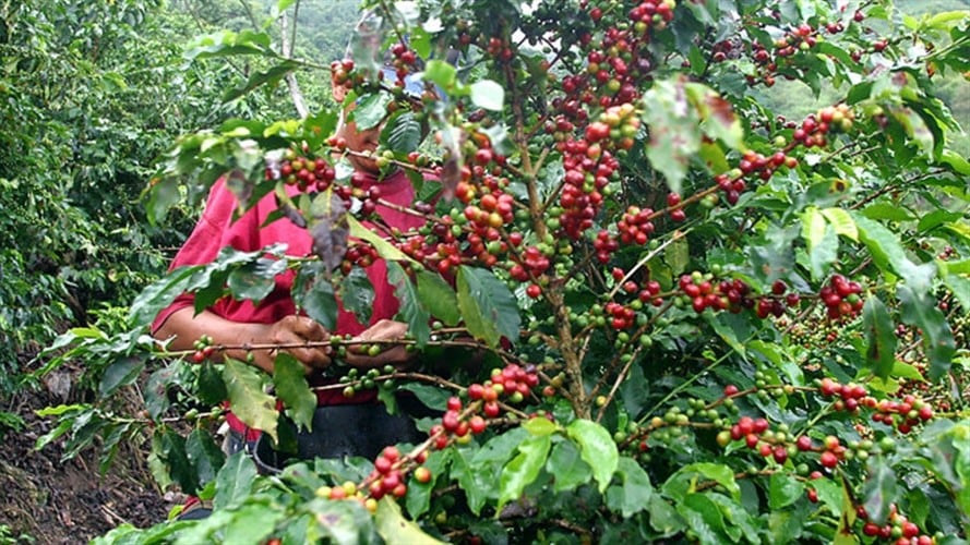 Fedecafeteros sigue buscando alternativas para aliviar situación por bajos precios. Foto: Colprensa