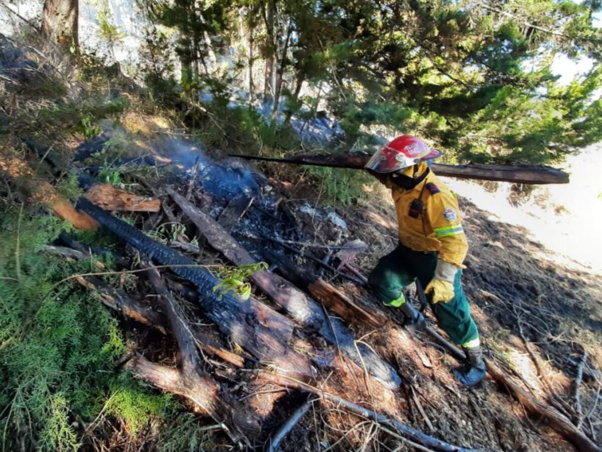 Los bosques son prioridad en Guateque, Boyacá