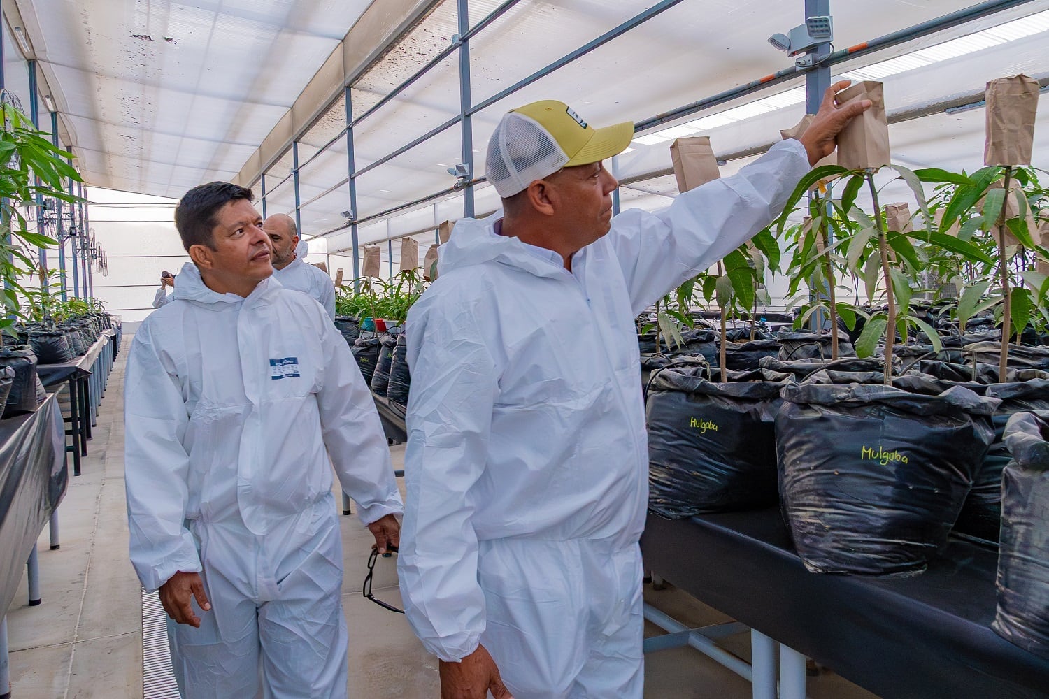 Inauguran el primer Invernadero de Bioseguridad Tipo II en el Caribe colombiano/ Universidad del Magdalena.
