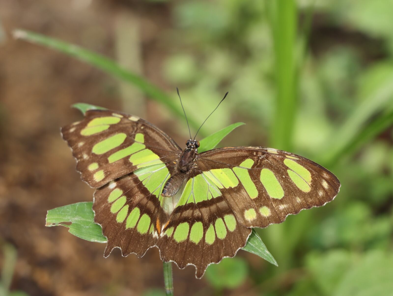 El mariposario actualmente alberga seis especies de mariposas nativas. Foto CAM
