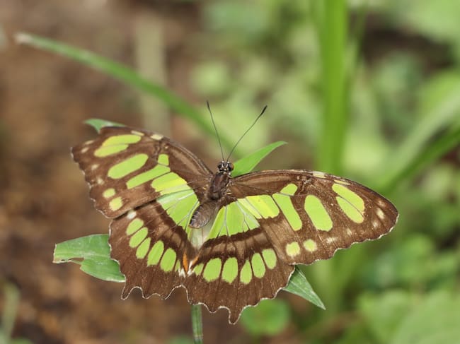 El mariposario actualmente alberga seis especies de mariposas nativas. Foto CAM