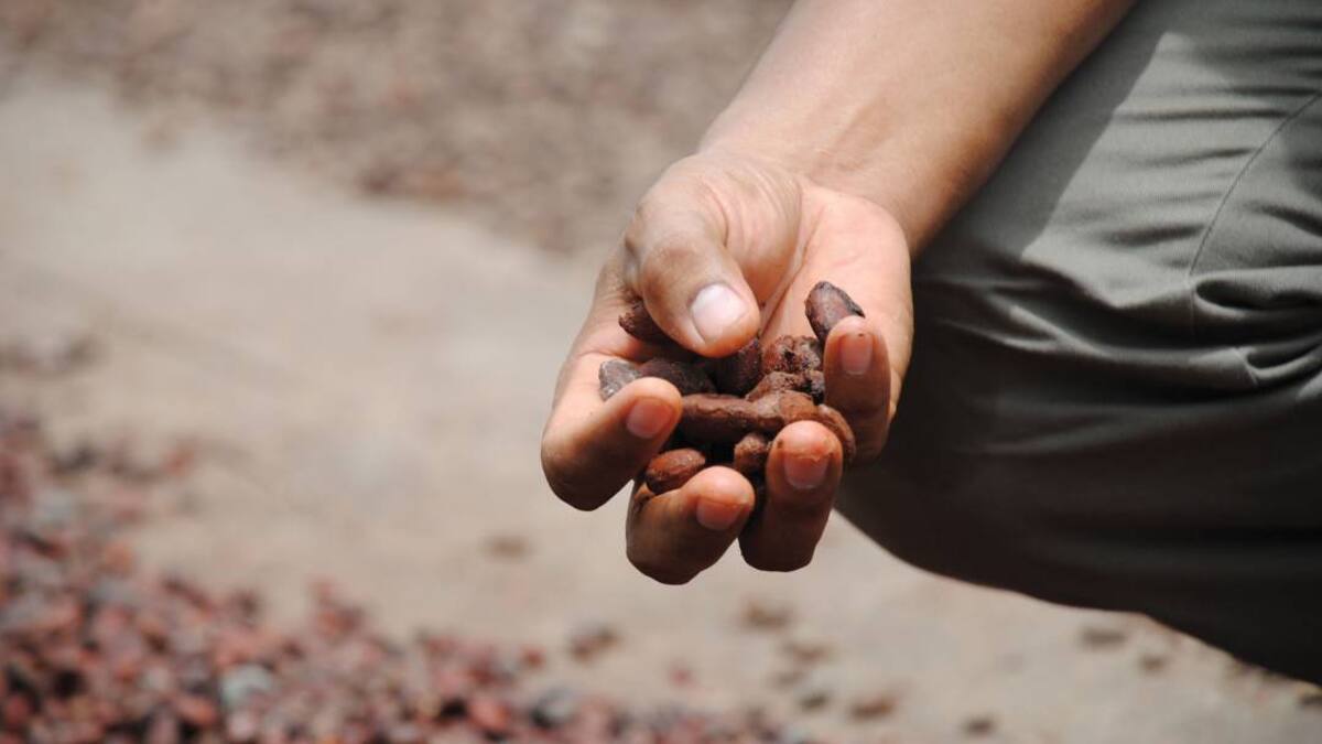 Corporación de agricultores de coco y cacao de Tumaco ganan Premio Emprender Paz