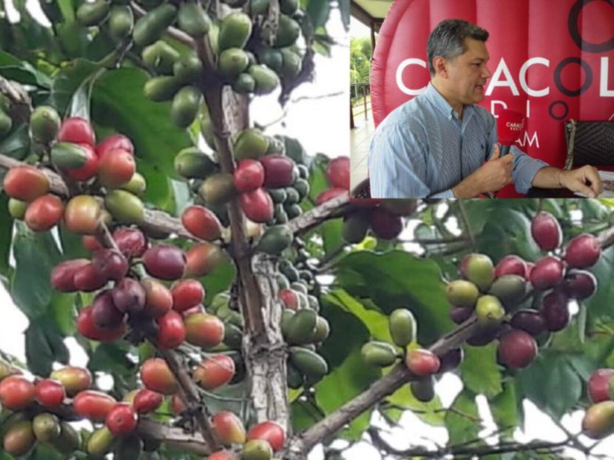 Incertidumbre de los cafeteros por cosecha de 2021 y floraciones para 2022