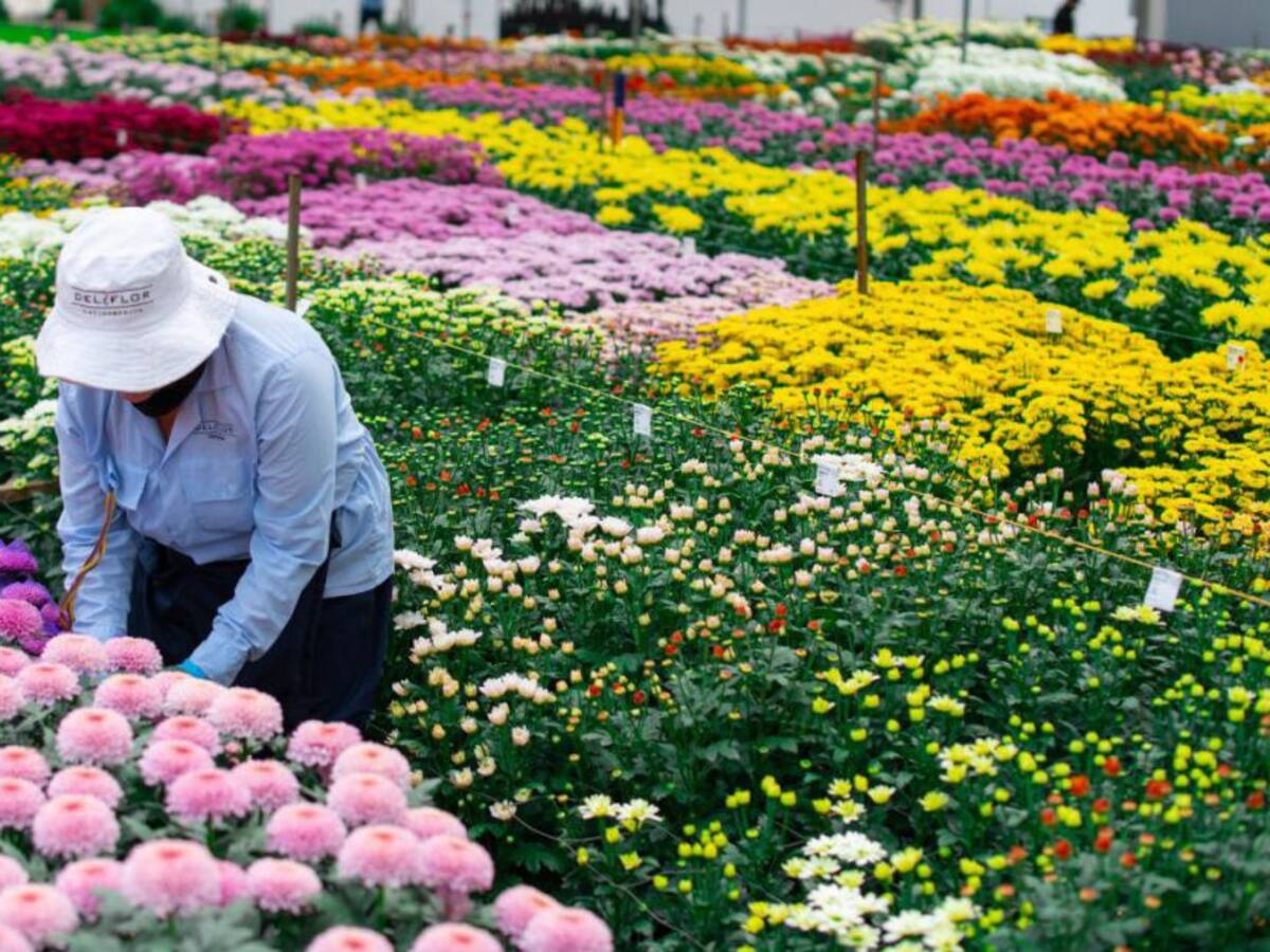 Disfrute la Semana del Crisantemo