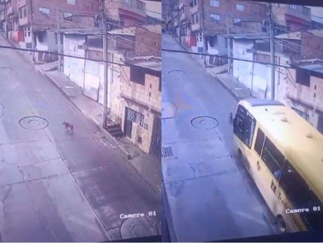 Conductor de SITP atropelló un perro en el sur de Bogotá: TM colaborará con la investigación
