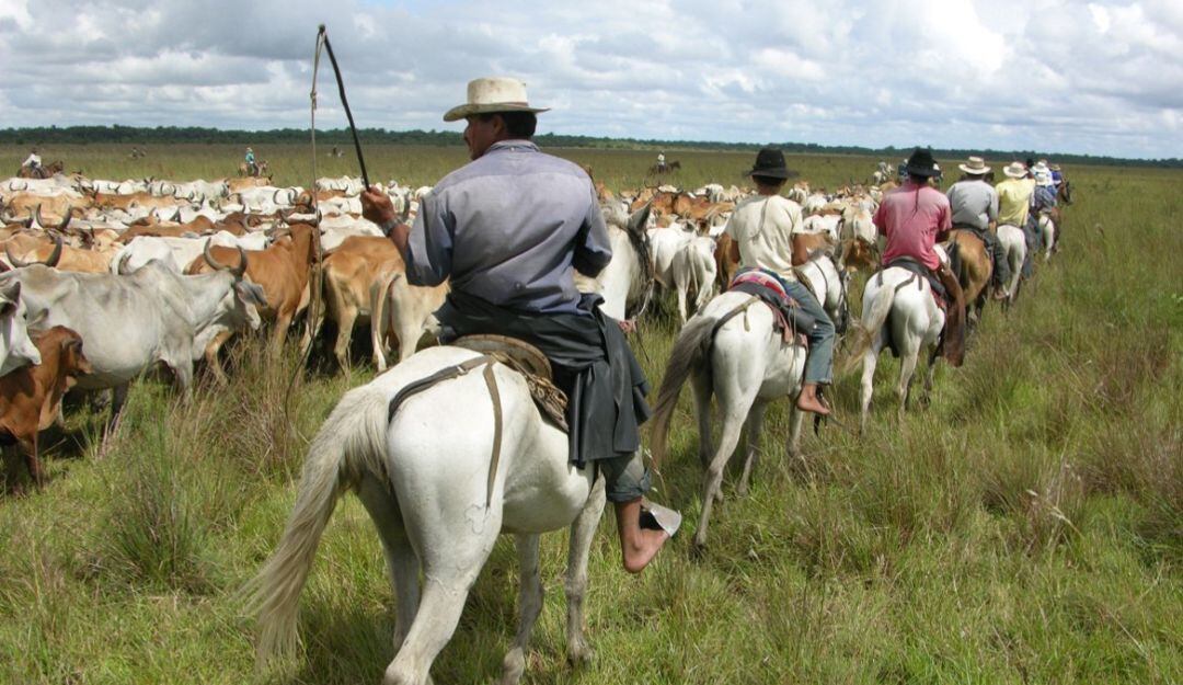 El canto del llanero crea una conexión con las reses.