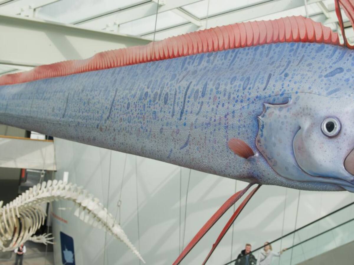 ¿El Pez Remo predice los terremotos? Conozca la razón por la que se cree