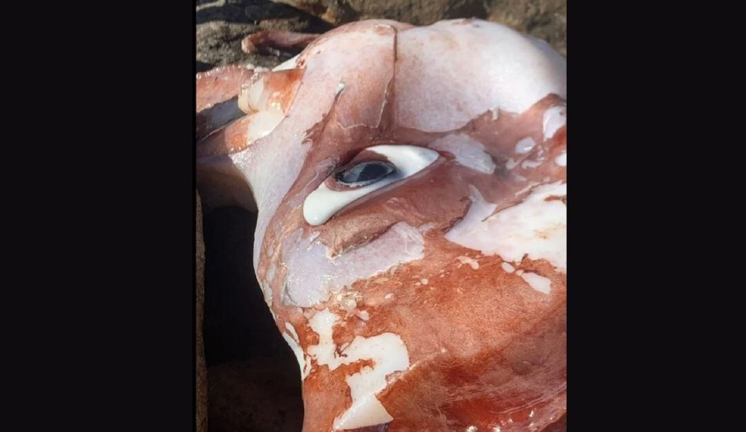 Calamar gigante encontrado muerto en playa de Sudáfrica 