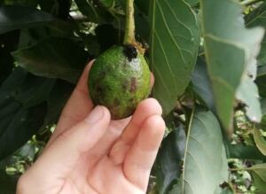 Plagas que afectan cultivos de aguacate