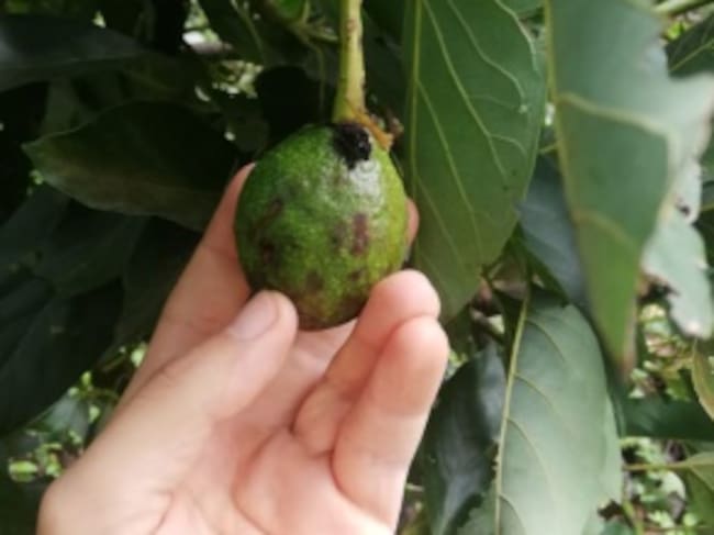 Plagas que afectan cultivos de aguacate