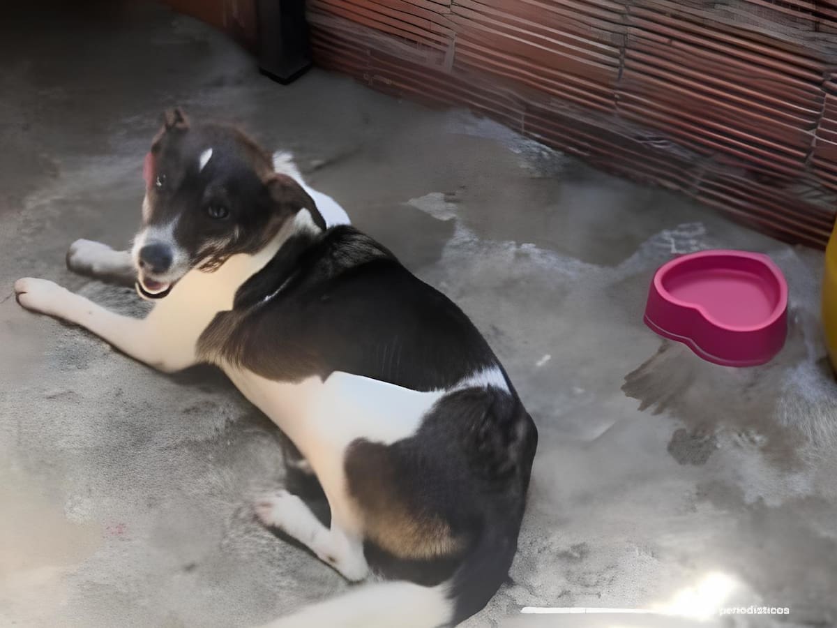 Condenan a un hombre por grave caso de maltrato contra una perrita en Ibagué