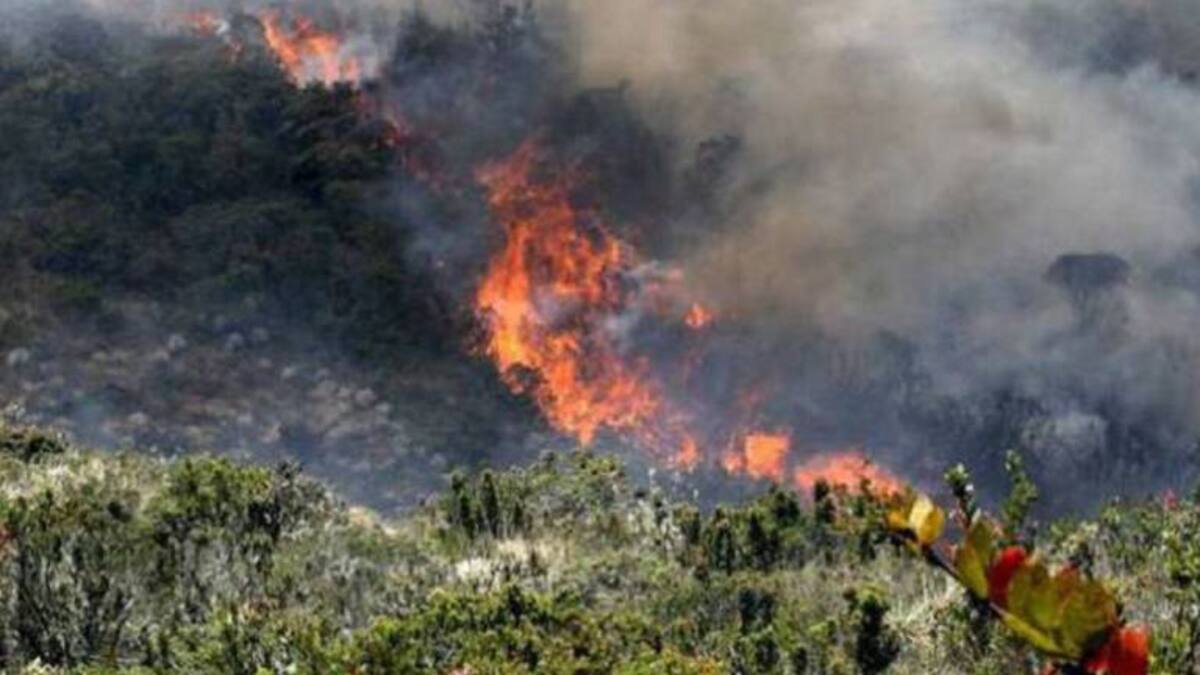 Este 2023 se han registrado más de 150 incendios forestales en el Atlántico