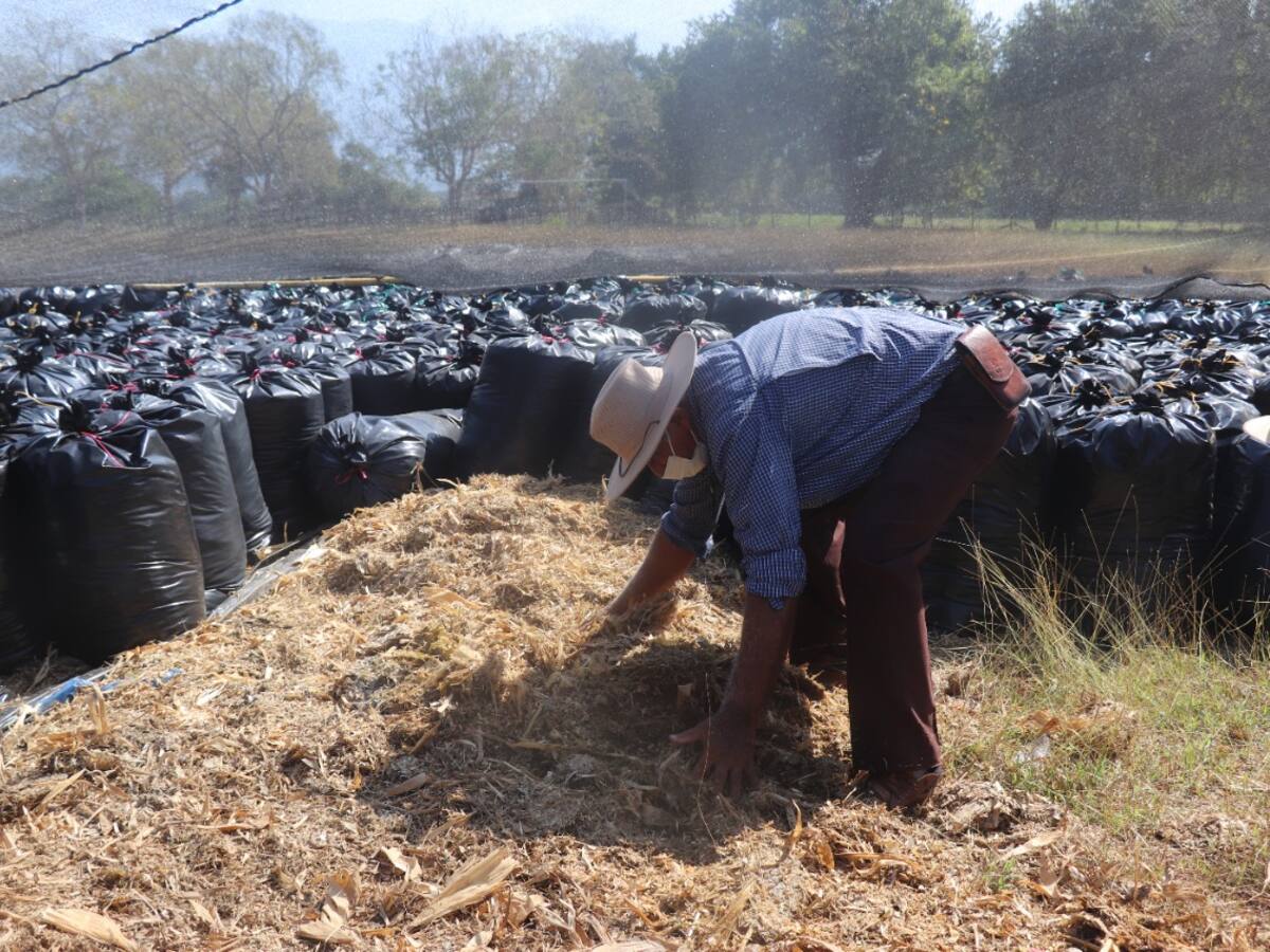Para hacerle frente al invierno, ganaderos del Magdalena reciben toneladas de silo