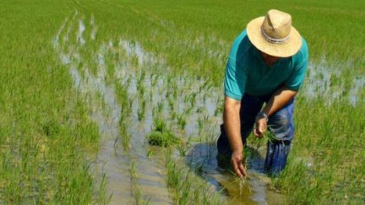 Arroceros del Huila denuncian incumplimientos del Gobierno y anuncian posibles bloqueos