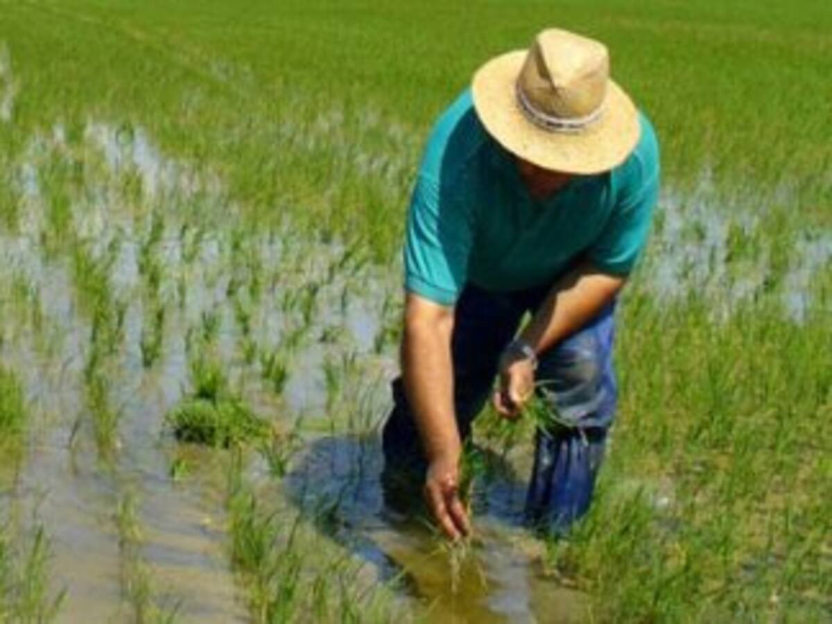 Arroceros del Huila denuncian incumplimientos del Gobierno y anuncian posibles bloqueos