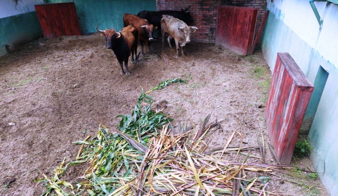 13 toros incautados reciben oferta de ayuda de esta fundación ubicada en La Calera, Cundinamarca