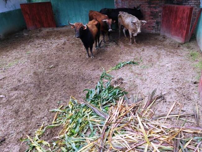 13 toros incautados reciben oferta de ayuda de esta fundación ubicada en La Calera, Cundinamarca