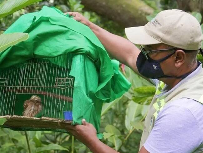 Un búho pigmeo, un oso hormiguero, dos periquitos cascabelitos, 12 canarios, cinco pirras y dos rositas, fueron algunas de las especies liberadas