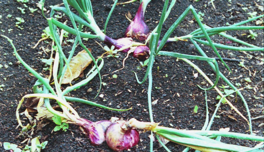 Cultivo de cebolla