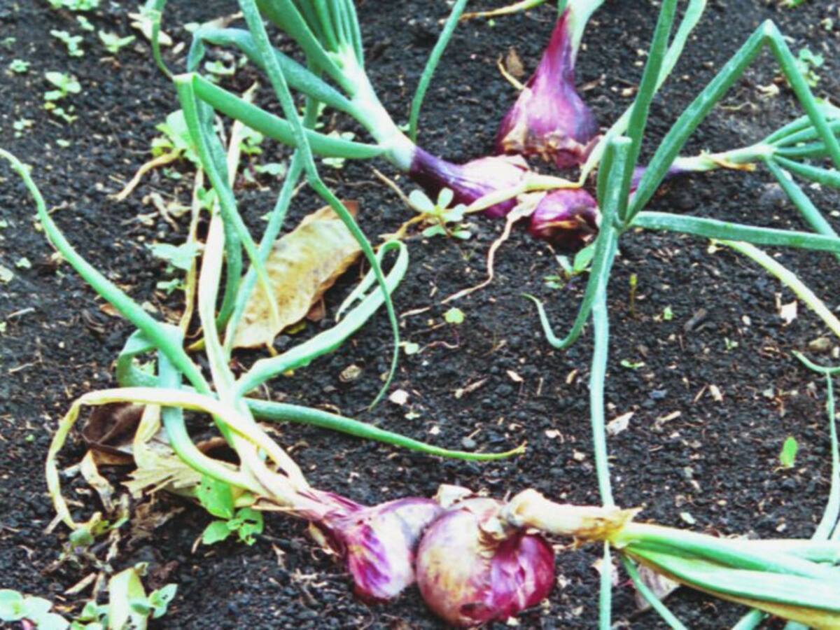 La industria del campo se moderniza y llega a más hogares en el país
