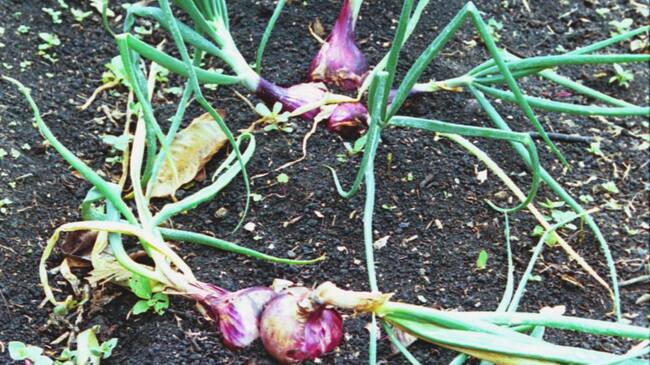 Cultivo de cebolla