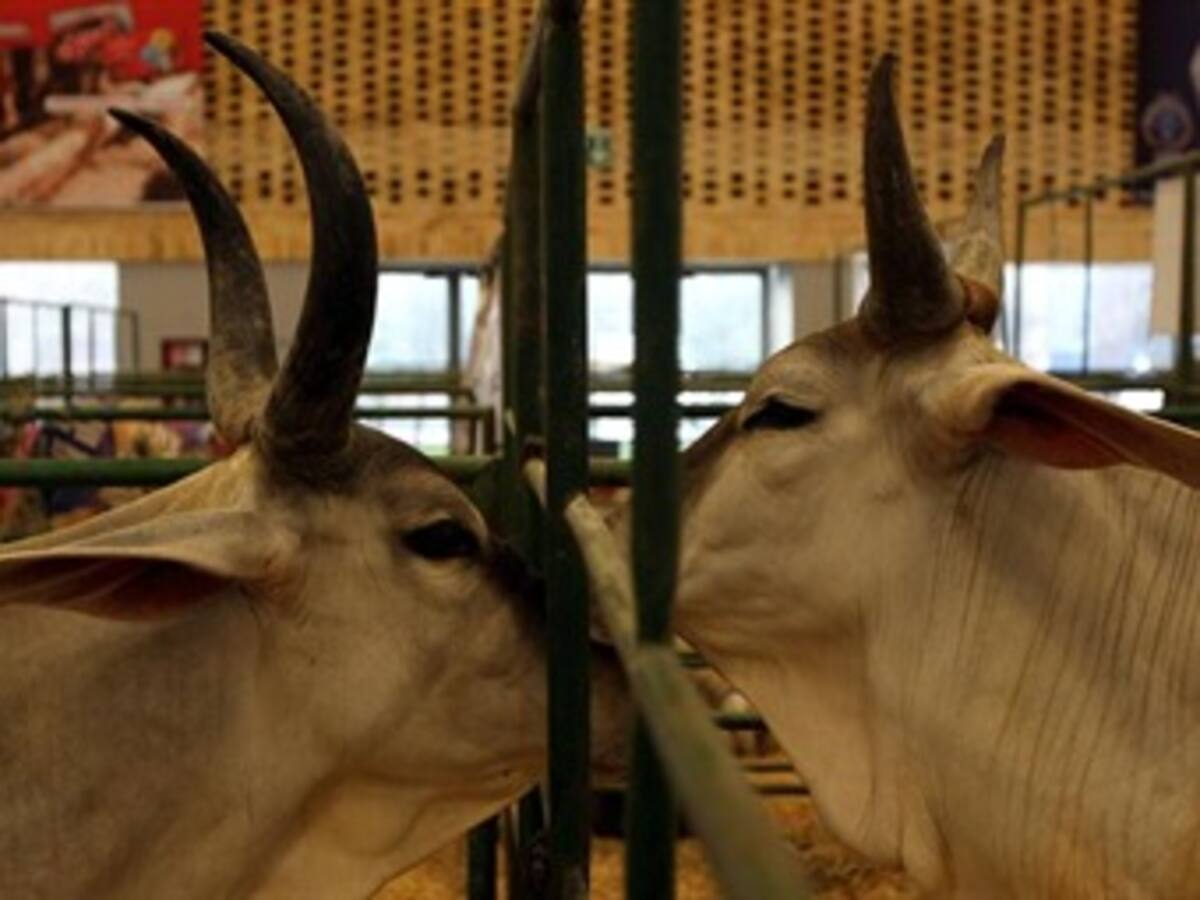 Ganaderos del Quindío, señalan que falta de atención del Estado tiene al agro en la ruina