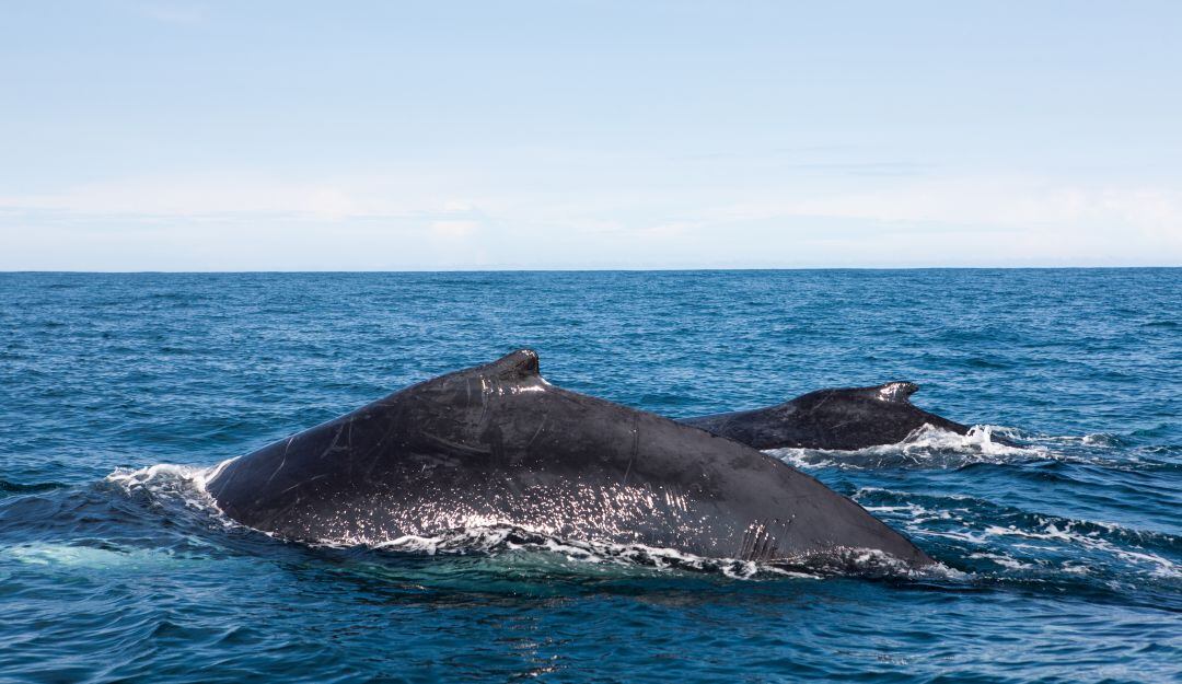 Recorren 8.500 kilómetros desde la Antártida, hasta las aguas del Pacífico colombiano. 