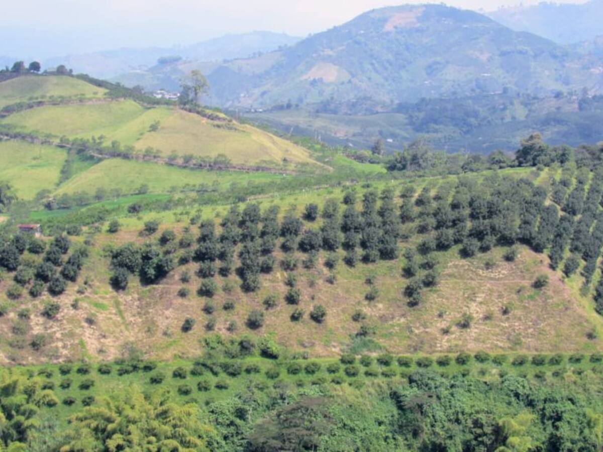 Sector agropecuario de Caldas tiene claro su futuro