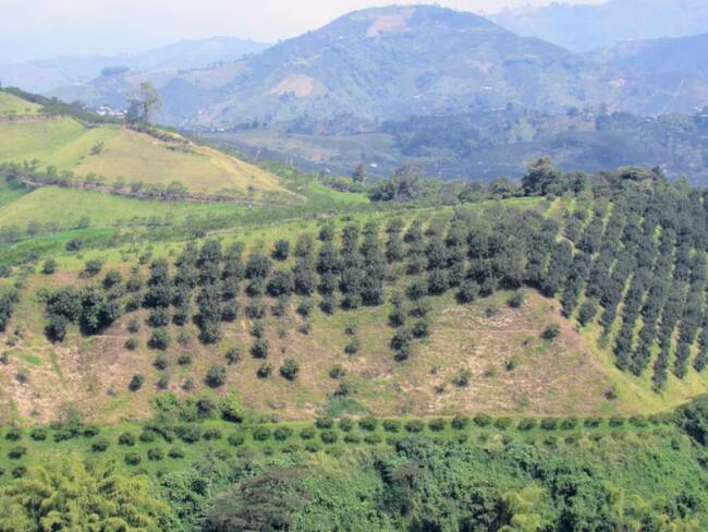 Sector agropecuario de Caldas tiene claro su futuro