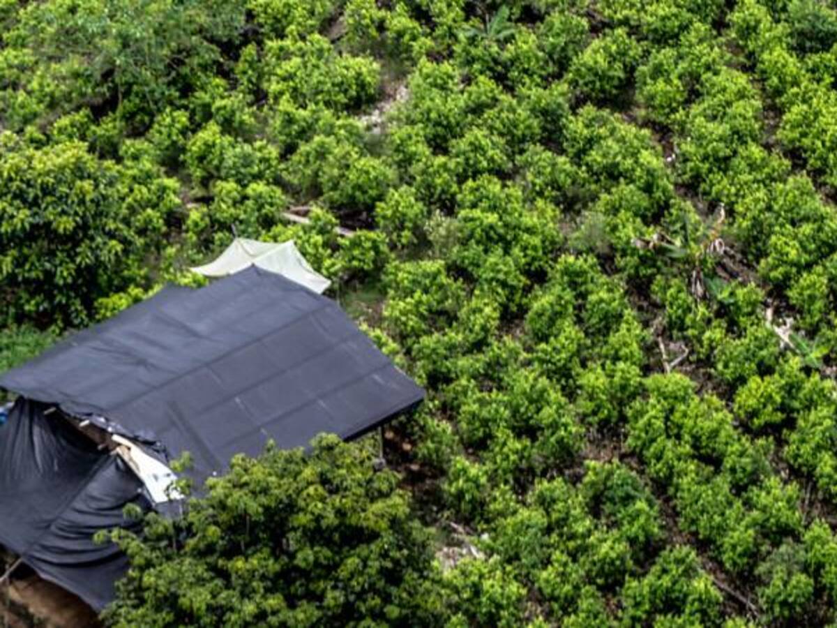 Colombia produce 100 toneladas de cocaína al año