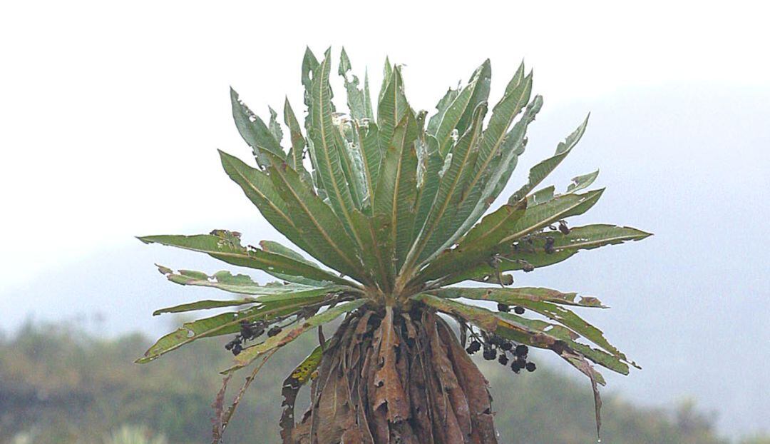 Frailejón
