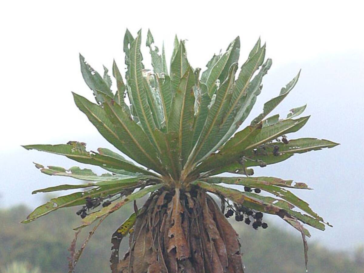 Datos curiosos del frailejón, a propósito del boom de 'Ernesto Pérez'