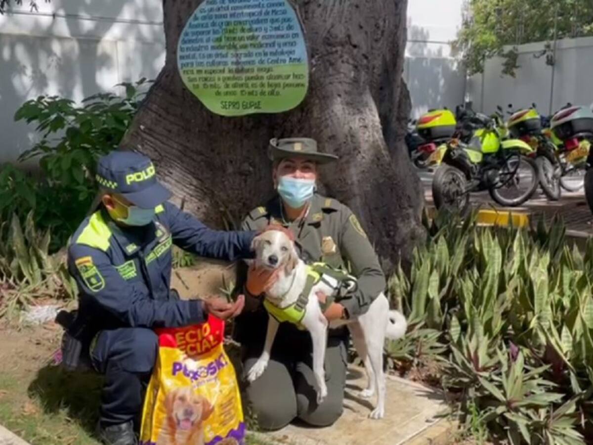 Policía alimentó a perros encontrados en calles de un barrio de Cartagena