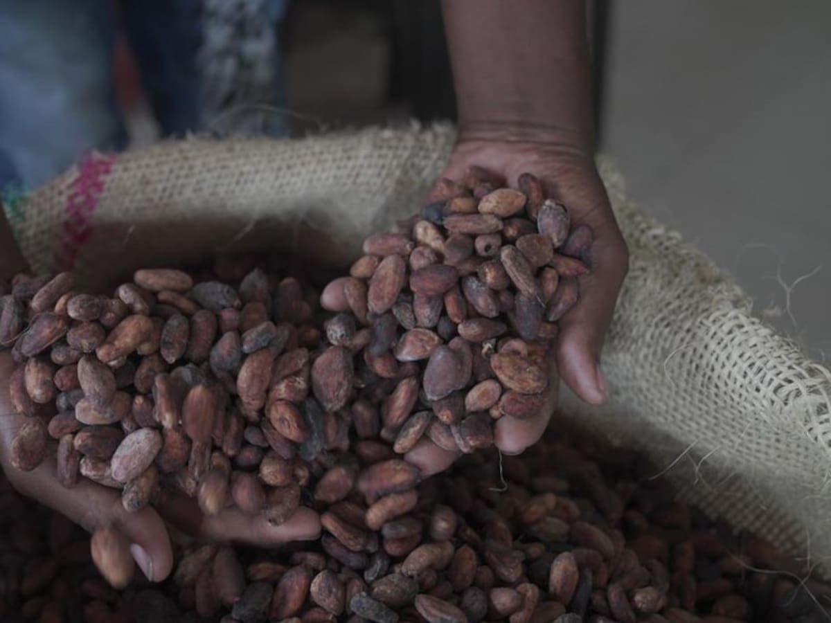 A Bogotá llego coco cultivado por ex combatientes en Tumaco