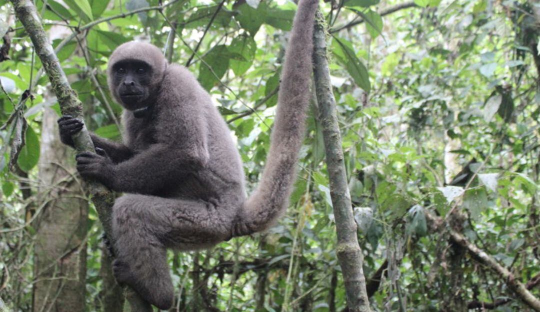 Tomada de Red Prensa Verde