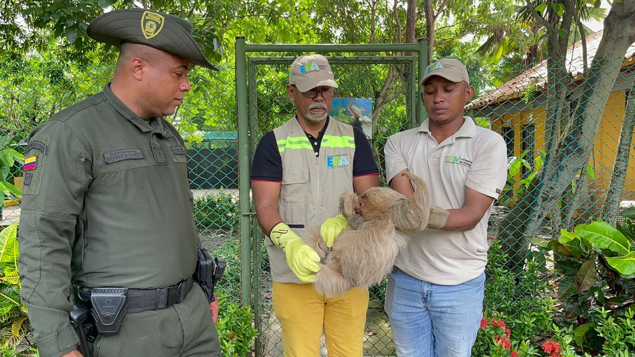 10 especies de fauna silvestre fueron rescatadas a través del grupo de Carabineros