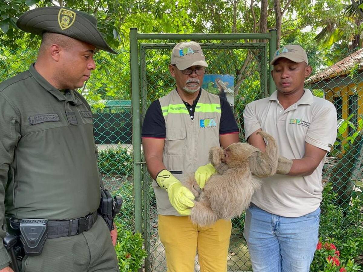 10 especies de fauna silvestre fueron rescatadas a través del grupo de Carabineros