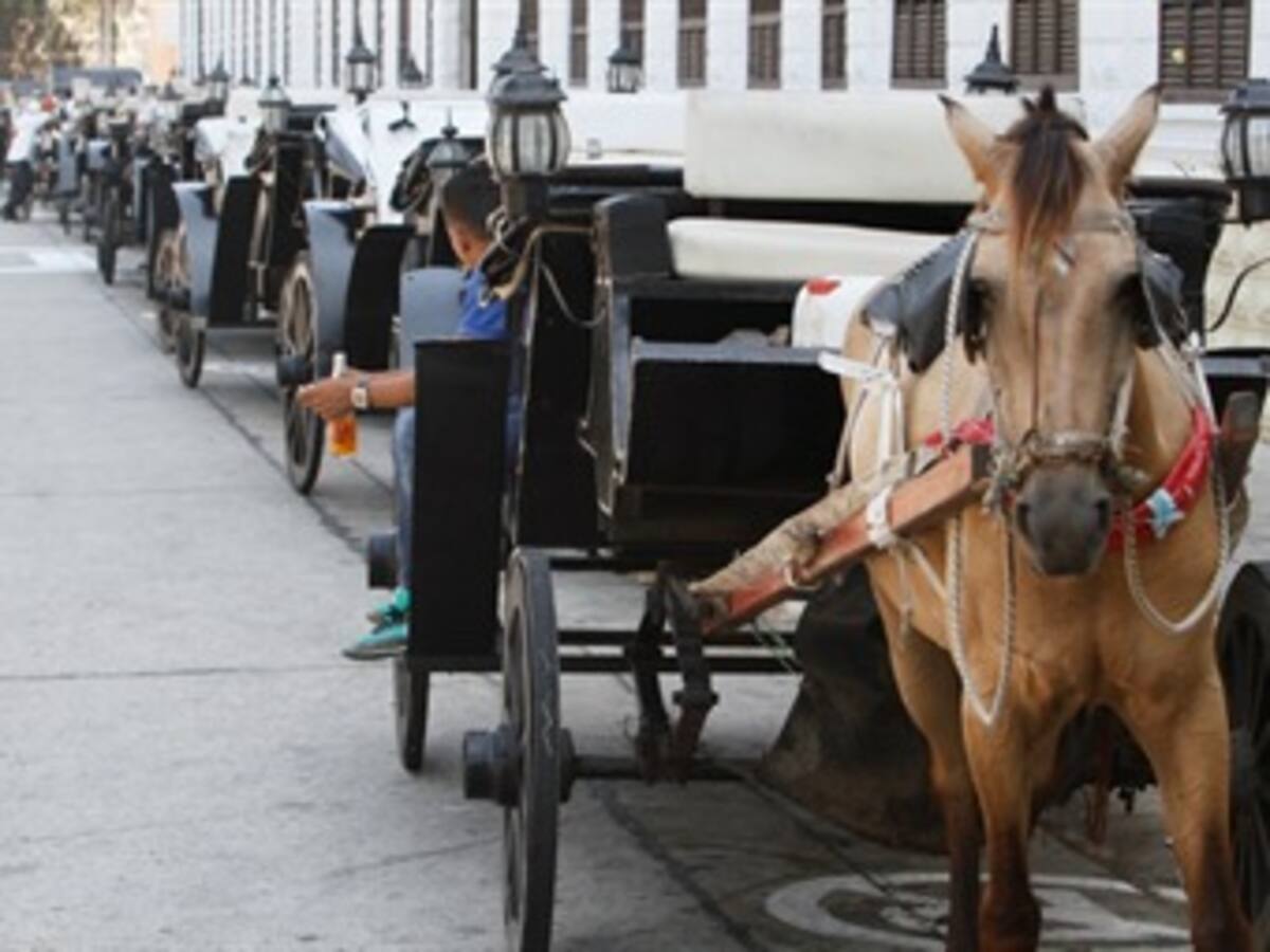 Animalistas de Cartagena celebraron decisión de la procuraduría